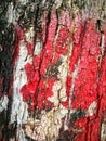 Texture Big tree bark painted red surface for background Royalty Free Stock Photo