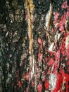Texture Big tree bark painted red surface for background Royalty Free Stock Photo