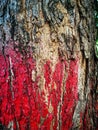 Texture Big tree bark painted red surface for background Royalty Free Stock Photo