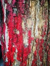 Texture Big tree bark painted red surface for background Royalty Free Stock Photo