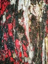 Texture Big tree bark painted red surface for background Royalty Free Stock Photo