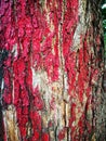 Texture Big tree bark painted red surface for background Royalty Free Stock Photo