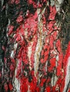 Texture Big tree bark painted red surface for background Royalty Free Stock Photo