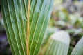 Texture Tropical Green Leaf Monstera Close-up Royalty Free Stock Photo