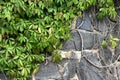 Texture of bindweed. A wall of greenery.