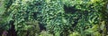 Texture of bindweed. A wall of greenery. Background.