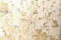 The texture of birch bark. Background of birch bark. Red birch bark. The texture white birch bark. Royalty Free Stock Photo