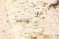 The texture of birch bark. Background of birch bark. Red birch bark. The texture white birch bark. Royalty Free Stock Photo