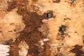 The texture of birch bark. Background of birch bark. Red birch bark. The texture white birch bark. Royalty Free Stock Photo