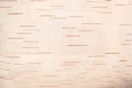 The texture of birch bark. Background of birch bark. Red birch bark. The texture white birch bark. Royalty Free Stock Photo