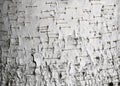 Texture of birch bark close-up as natural gray background for photo beans