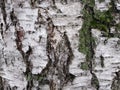 Texture of birch bark with patches of moss.