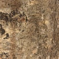 Texture of birch bark Royalty Free Stock Photo