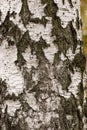 Old Birch Tree trunk Bark Texture with wide Cracks Royalty Free Stock Photo