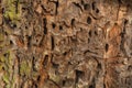 Texture of a bitten tree trunk.