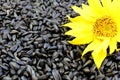 Texture black sunflower seeds with a yellow flower Royalty Free Stock Photo