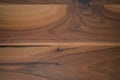 Texture of black walnut wood with some sapwood Royalty Free Stock Photo