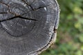 Texture of black wood logs background with crack damage of aged Royalty Free Stock Photo