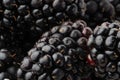 Texture with blackberry closeup, background of berries, horizontal frame Royalty Free Stock Photo