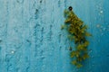 The texture of a blue-painted concrete wall with cracked and swollen paint and overgrown ivy