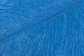 Texture of blue tropical bird feather, background macro. Structure of sapphire fluffy plumage. Abstract natural backdrop