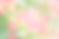 Texture blur color green and pink background nature blur pastel Royalty Free Stock Photo