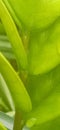 Texture blur green foliage background,