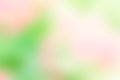 Texture blur green pink yellow and white mix color pastel nature Royalty Free Stock Photo