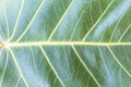 Texture Bodhi or Sacred fig leaf Royalty Free Stock Photo