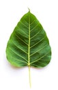 Texture Bodhi or Sacred fig leaf on white background Royalty Free Stock Photo