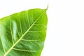 Texture Bodhi or Sacred fig leaf on white background Royalty Free Stock Photo