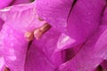 Bougainvillea flower magenta blossom macro Royalty Free Stock Photo