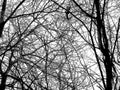 The texture of the branches against the empty sky. Real background in the form of a dead tree and sitting squirrel. The surreal Royalty Free Stock Photo