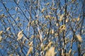 Texture. branches of young birch with earrings. shallow depth of field