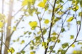 Texture. branches of young birch with earrings. shallow depth of field