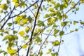 Texture. branches of young birch with earrings. shallow depth of field