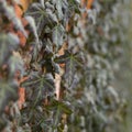 Old Texture brick wall, background, detailed pattern covered in ivy. Royalty Free Stock Photo