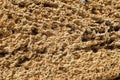 Texture of rough bricks made of shellfish Royalty Free Stock Photo