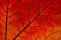 Texture of bright autumn red leaf of a tree closeup. Natural wallpaper. Seasons, leaf fall concept Royalty Free Stock Photo