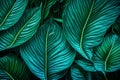 texture bright blue green leave tropical forest plant spathiphyllum cannifolium in dark nature background