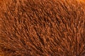 Texture of bright brown faux fur. Royalty Free Stock Photo