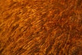 Texture of bright brown faux fur. Royalty Free Stock Photo