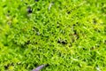 Texture of bright green spring moss Royalty Free Stock Photo