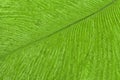 Texture of bright green tropical bird feather, background macro. Structure of olive fluffy plumage Royalty Free Stock Photo