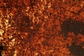 Texture of a bright rusty piece of metal, background