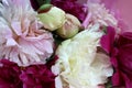 Texture of bright and white peonies with open and closed buds