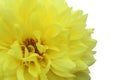 Texture bright yellow dahlia flower close-up background