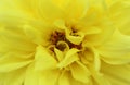 Texture bright yellow dahlia flower close-up background