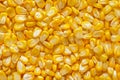 Texture of bright yellow kernels of fresh corn. Ecological healthy proper vitamin nutrition