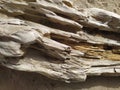 Texture of a broken log in the sand. Textura de un tronco roto en la arena